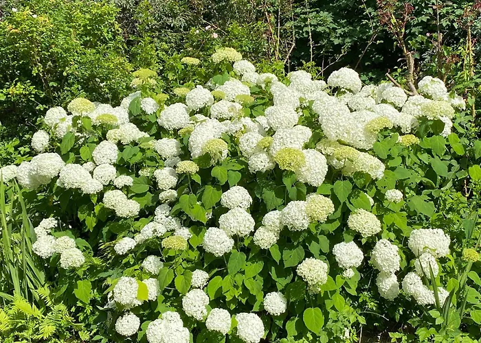 Jardin Im Kunsthaus Greifenberg