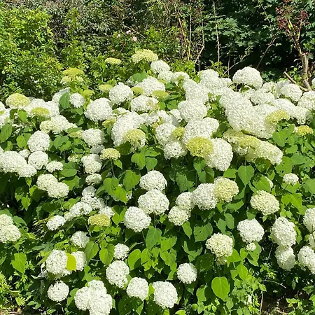 Jardin Im Kunsthaus Greifenberg
